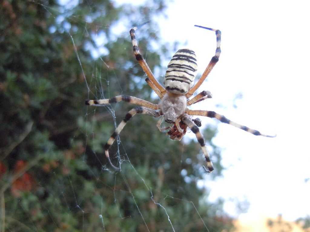 Argiope bruennichi + Argyrodes + dittero scroccone